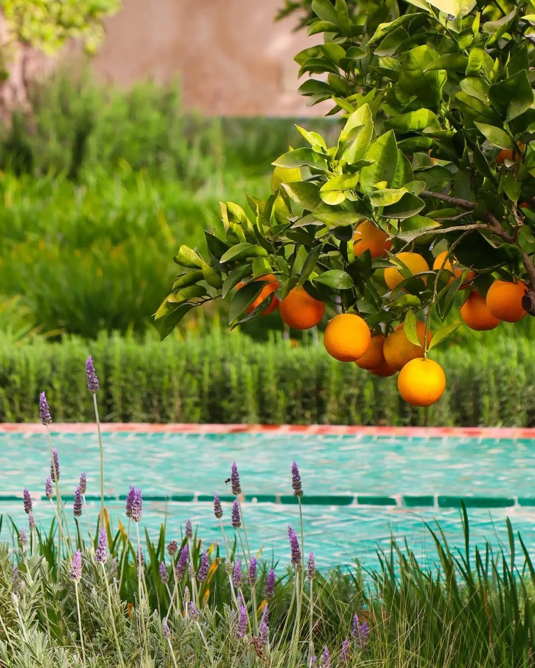 <title>Secret Garden in Marrakech: A Hidden Oasis Beyond Jardin Majorelle</title>